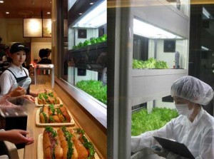 Japan-Subway-Hydro-Lettuce-
